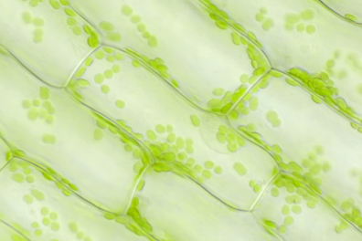 Cellules végétales - Cellules chlorophylliennes de feuille d'Elodée x100